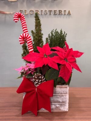 Set de Plantas Navideñas